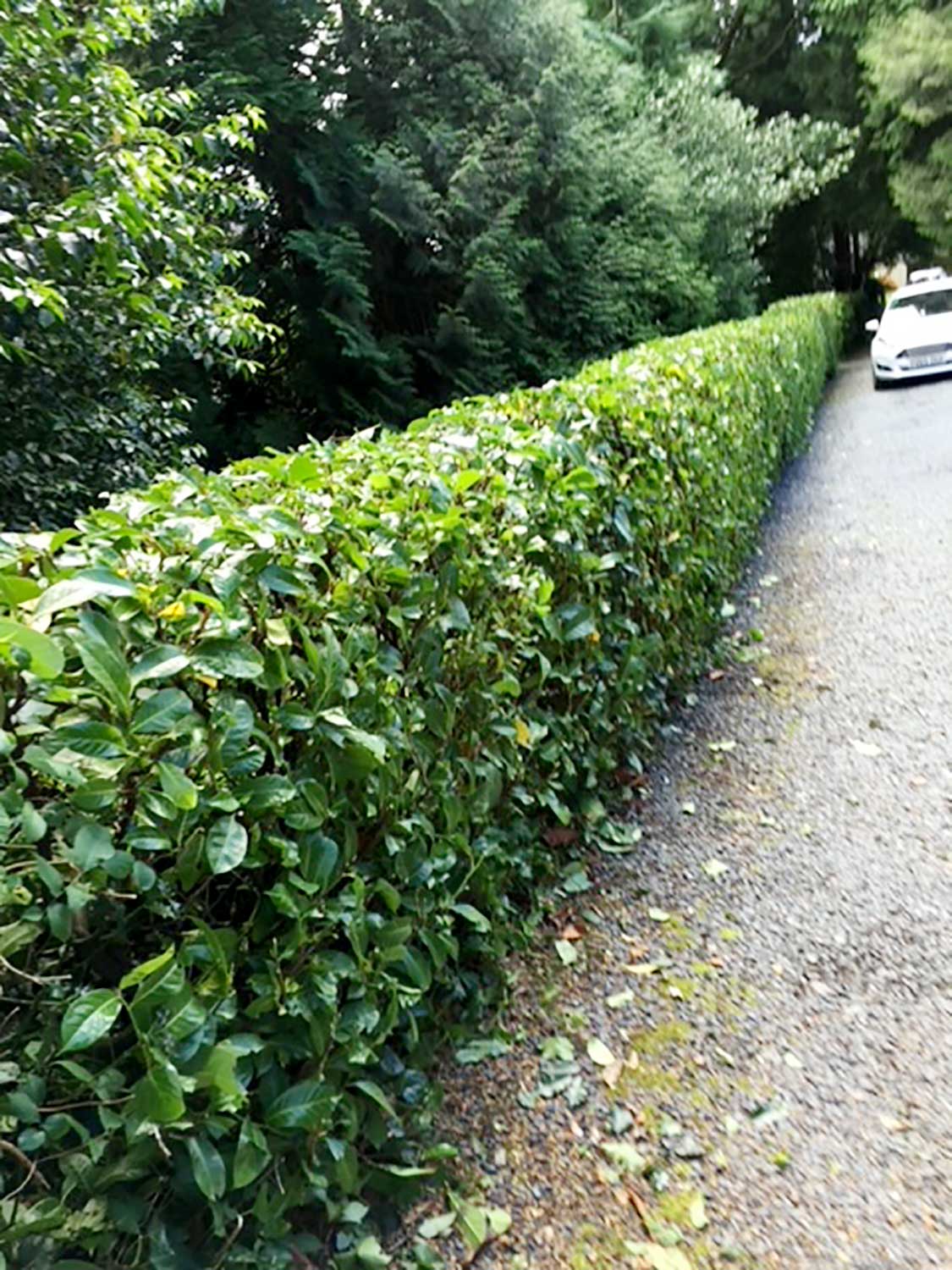 Hedge, Tree & Garden Planting - Tamang Tree Services